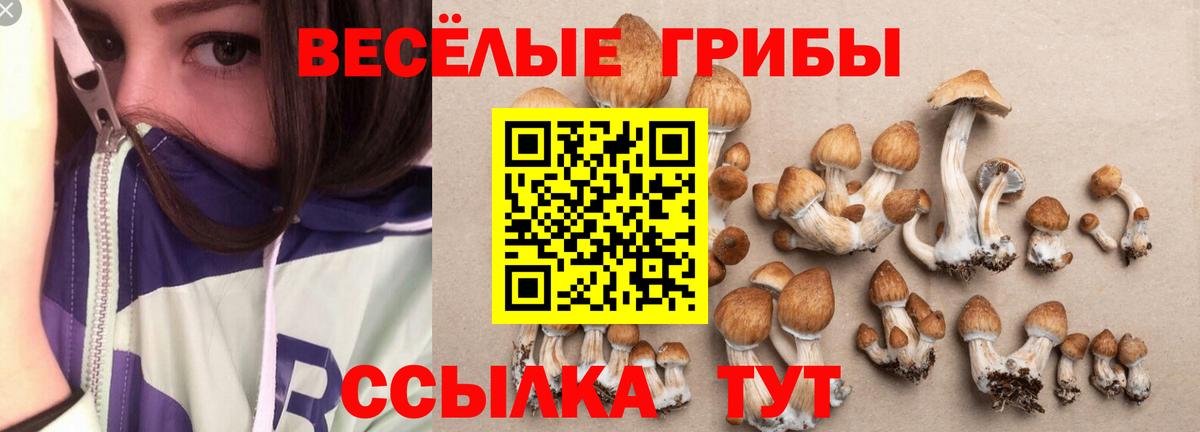 Долгопрудный  Галлюциногенные грибы Psilocybine cubensis  Вход с VPN 